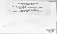 Puccinia polygoni-amphibii var. polygoni-amphibii image